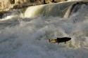 Chinook Salmon jumping. Oncorhynchus tshawytscha. Dagger Falls, Idaho, USA.