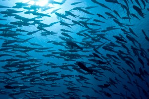 The Last Reef jackfish