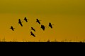 Hunt, Ken sandhill cranes windmills WSFF.jpg Ken Hunt